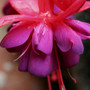 03. Fuchsia maybe 'Garden News' in the Rain.jpg
