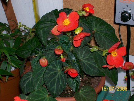 Flamboyant - Begonia (Begonia)
