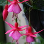 04._Fuchsias_in_the_Rain.jpg