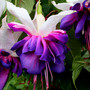 05. Fuchsia 'Deep Purple' in the Rain.jpg