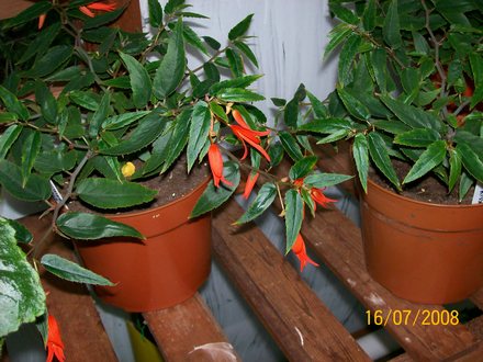 Million Kisses - Begonia (Begonia)