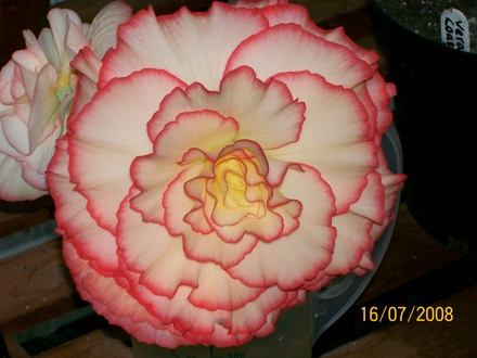 George McCormick - Begonia (Begonia)