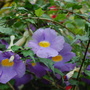Bush Clock Vine