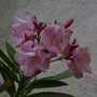 Oleander