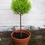 My Conifers Now.