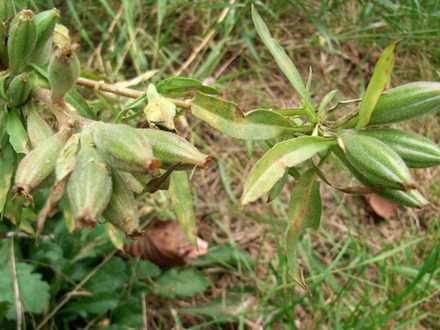 evening primrose seed heads