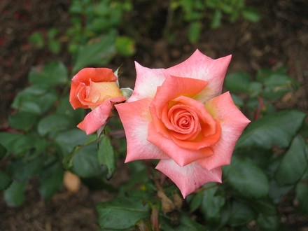 Today's rose.