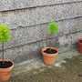 The Other 3 Conifers