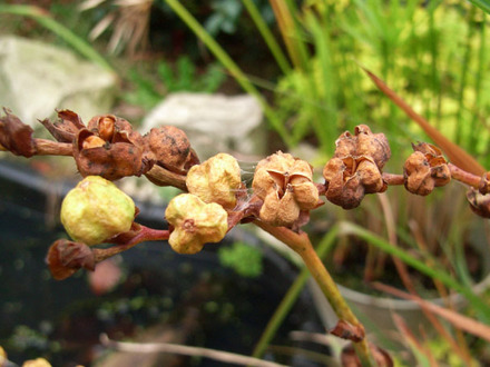 crocosmia seed heads opening