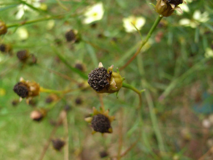 cosmos? seed head
