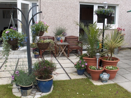 A garden flower photo