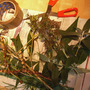 seed collecting tools