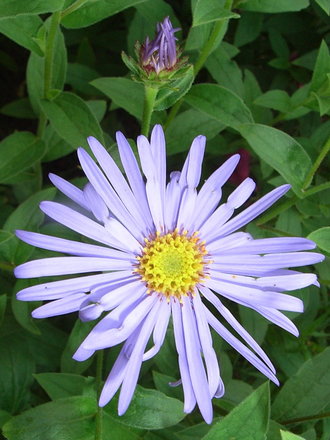 Aster x frikartii 'Monch' (Aster)