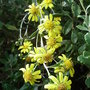Brachyglottis munroi