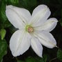 Clematis_jackmanii__alba_