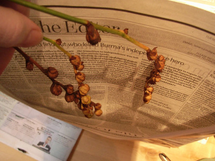 crocosmia seeds