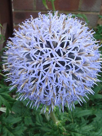 Echinops ritro (Echinops ritro)