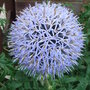 Echinops ritro (Echinops ritro)