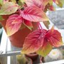 Picture_297