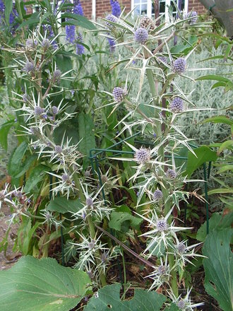 Eryngium variifolium (Eryngium variifolium)