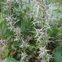 Eryngium variifolium