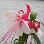 Picture_313