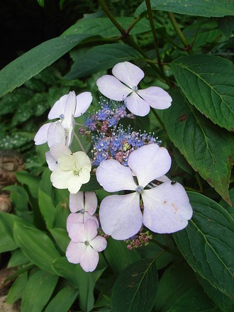 Hydrangea serrata 'Bluebird' (Hydrangea serrata)