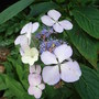 Hydrangea_serrata__bluebird_