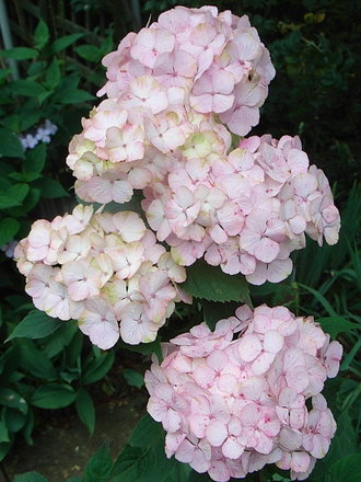 Hydrangea serrata 'Preziosa' (Hydrangea serrata)