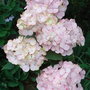 Hydrangea_serrata__preziosa_