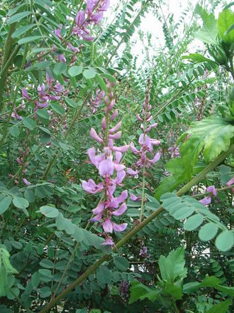 Indigofera heterantha (Indigofera heterantha)