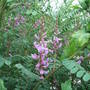 Indigofera_heterantha