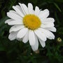Leucanthemum 'Little Miss Muffet' (Leucanthemum 'Little Miss Muffet')