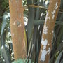 Luma apiculata