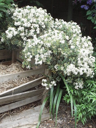 Olearia x haastii (Olearia x haastii)