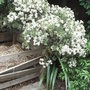 Olearia_x_haastii