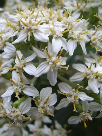 Olearia x haastii - close-up (Olearia x haastii)