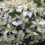 Olearia_x_haastii_-_close-up