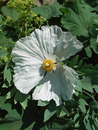Romneya coulteri (Romneya coulteri)
