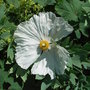 Romneya_coulteri