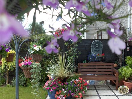 A garden flower photo