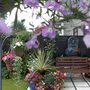 A garden flower photo