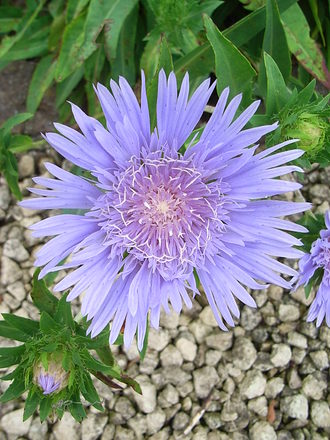 Stokesia laevis (Stokesia laevis)