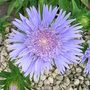 Stokesia_laevis