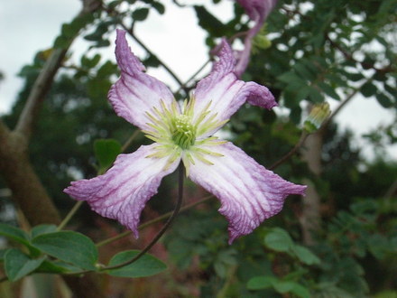 Clematis viticella 'Minuet' (Clematis viticella 'Minuet')