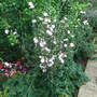 Cichorium_intybus__roseum_