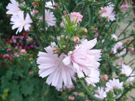 Cichorium intybus 'Roseum' - close-up (Cichorium intybus)