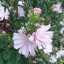 Cichorium_intybus__roseum__-_close-up