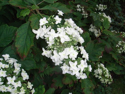 Hydrangea quercifolia 'Snow Flake' (Hydrangea quercifolia 'Snow Flake')