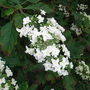 Hydrangea quercifolia
